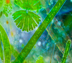 微生物粘泥