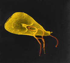 微生物粘泥